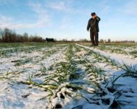 8-9% составили потери озимых в России из-за холодов