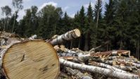 Одобрение закона о передаче лесхозработ муниципальным и государственным учреждениям